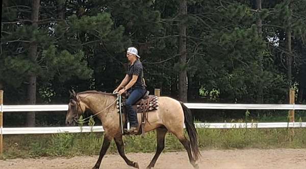 dunskin-quarter-pony-gelding
