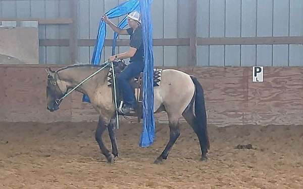 trail-r-quarter-pony