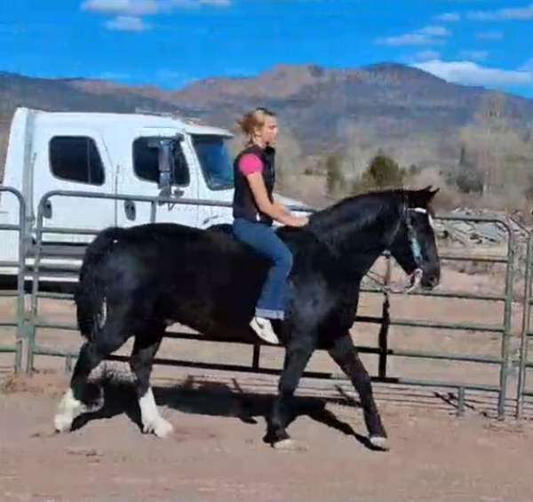 trail-riding-gelding