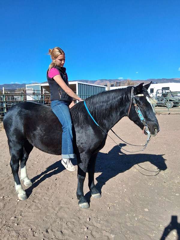 trail-riding-horse