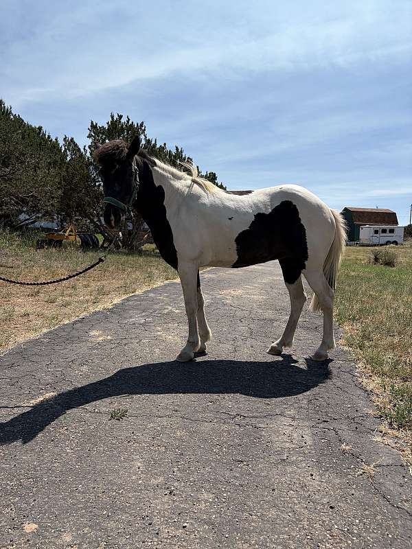 available-icelandic-horse