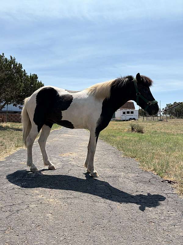 choice-icelandic-horse