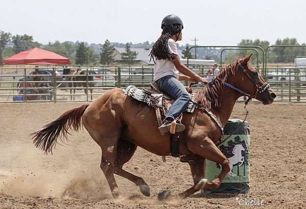chestnut-athletic-horse