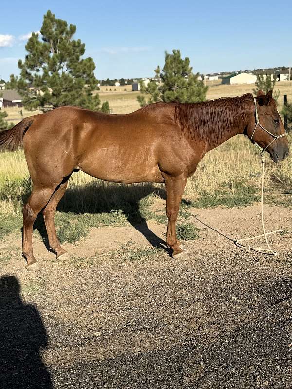 chestnut-barrel-horse