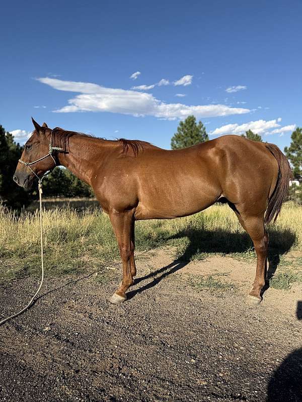 chestnut-barrel-racing-horse