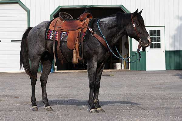 riding-horse-stallion