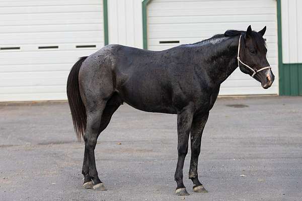 stallion-quarter-horse