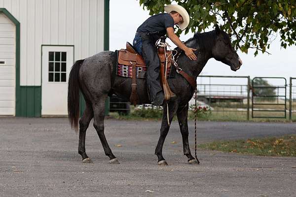 blue-roan-quarter-horse