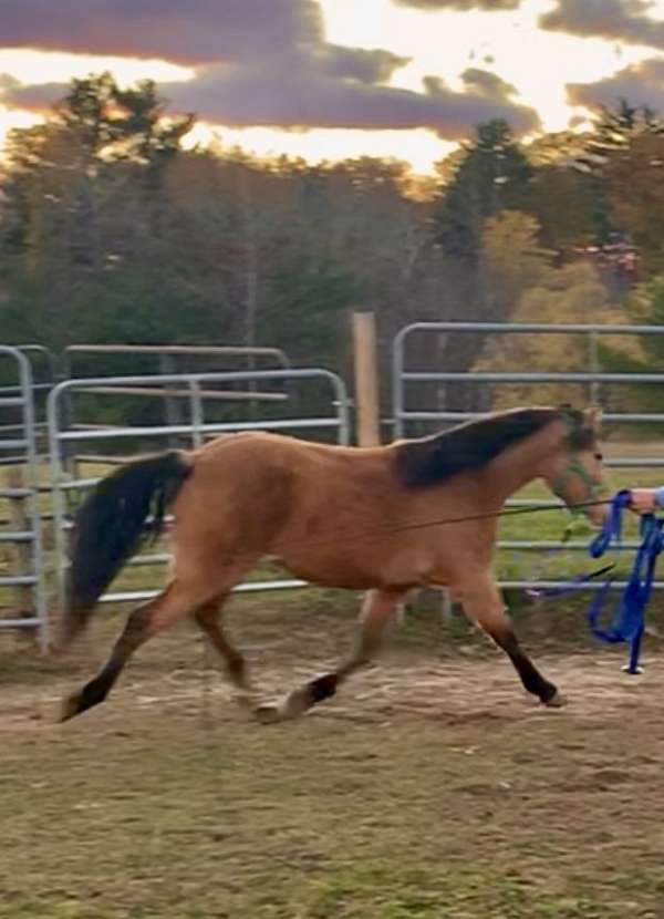 import-gelding-mare