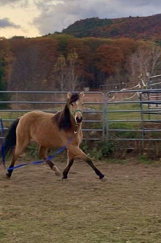 connemara-pony-for-sale