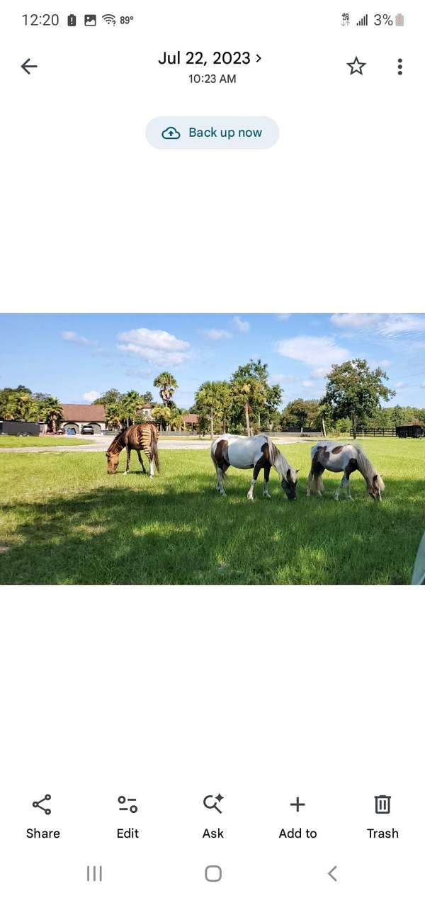 miniature-horse-for-sale