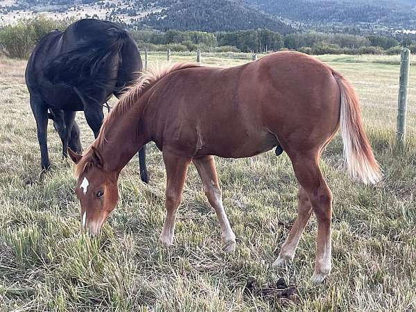 quarter-horse-colt