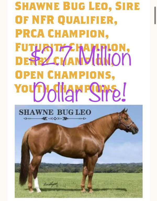 quarter-horse