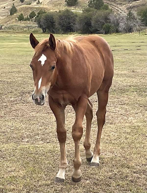 quarter-horse-for-sale
