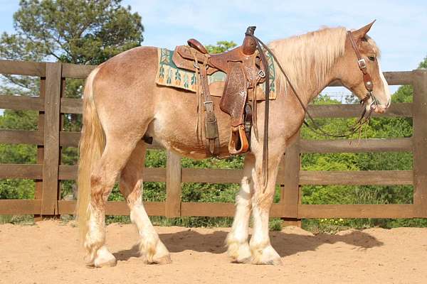 classical-draft-horse