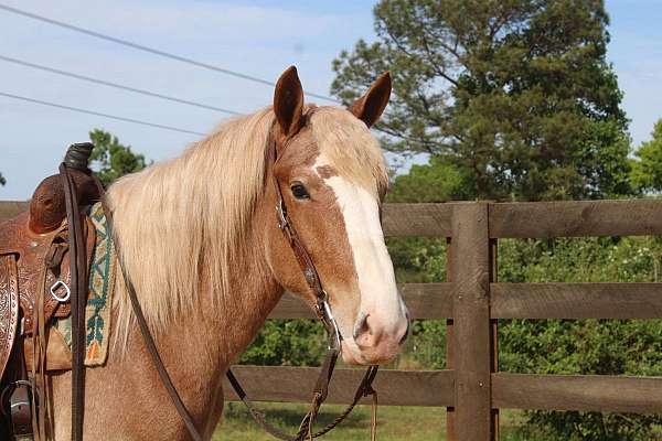 red-roan-even-horse