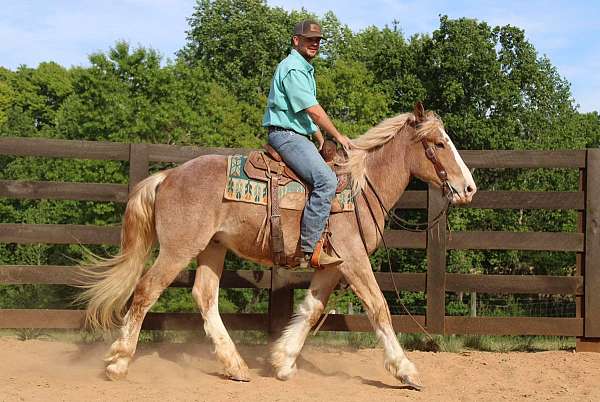 all-around-draft-horse