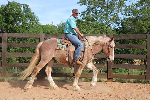athletic-draft-horse