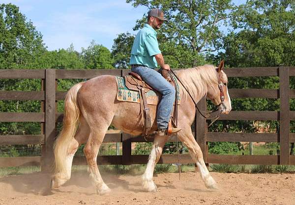 barrel-draft-horse