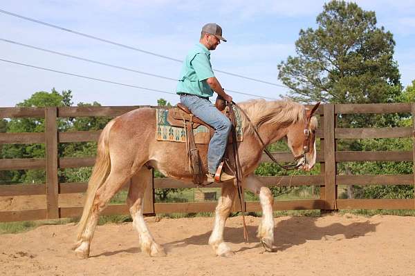 beginner-draft-horse