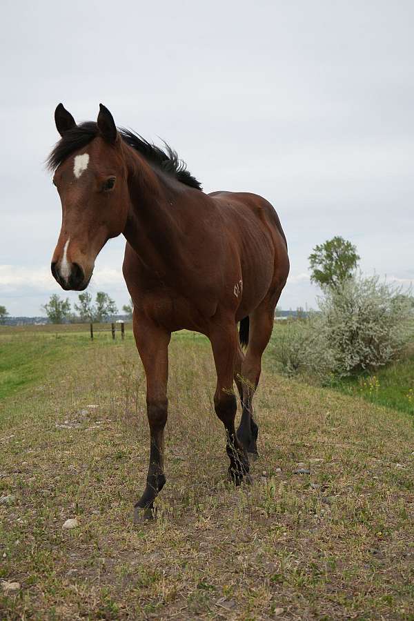 calf-roping-quarter-horse