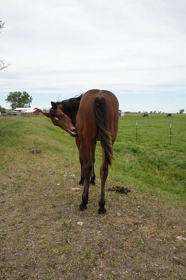 barrel-racing-quarter-horse