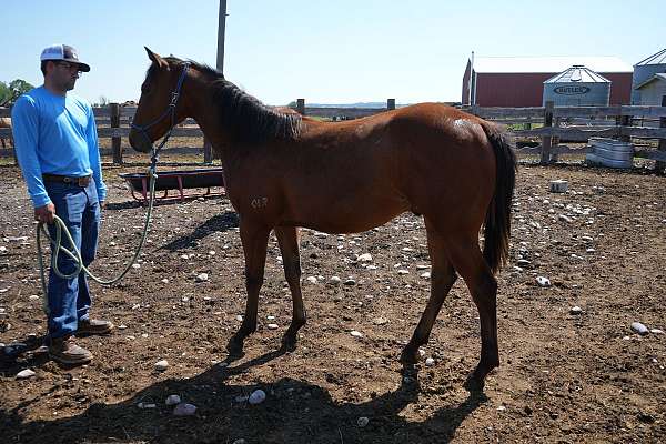 all-around-quarter-horse