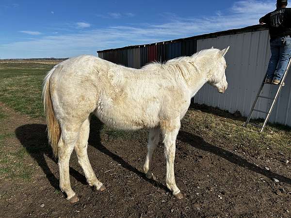 barrel-quarter-horse