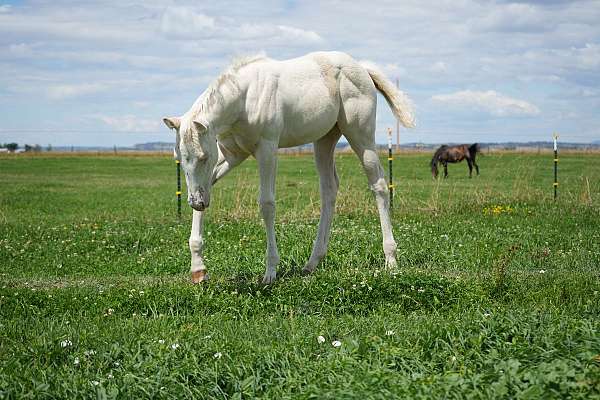 barrel-racing-quarter-horse