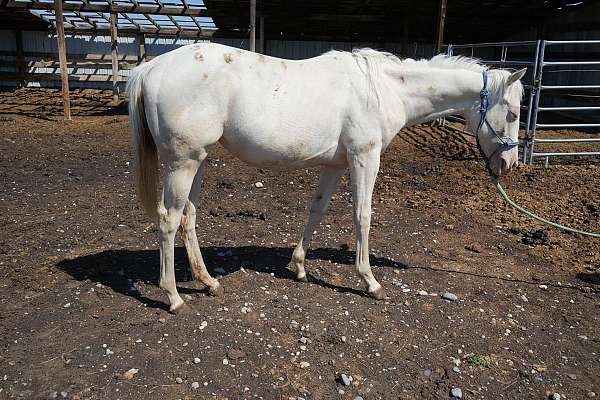athletic-quarter-horse
