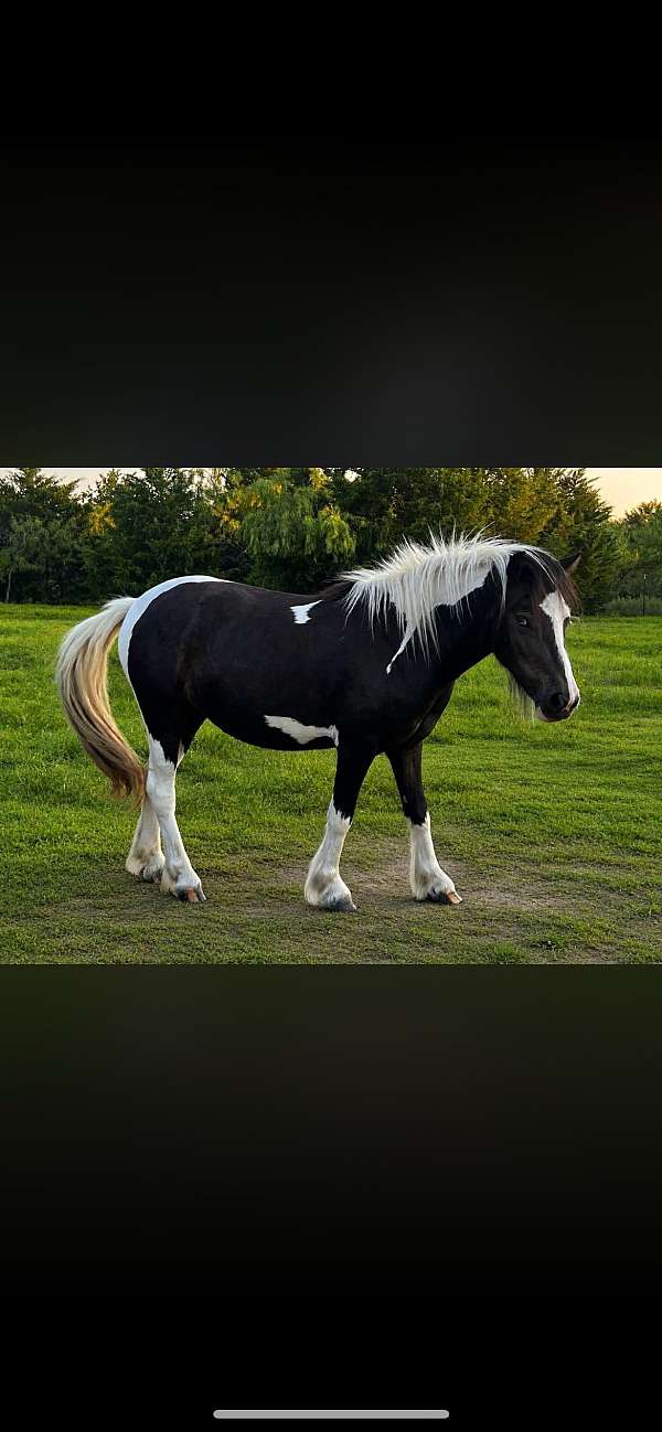 flashy-gypsy-vanner-miniature-horse