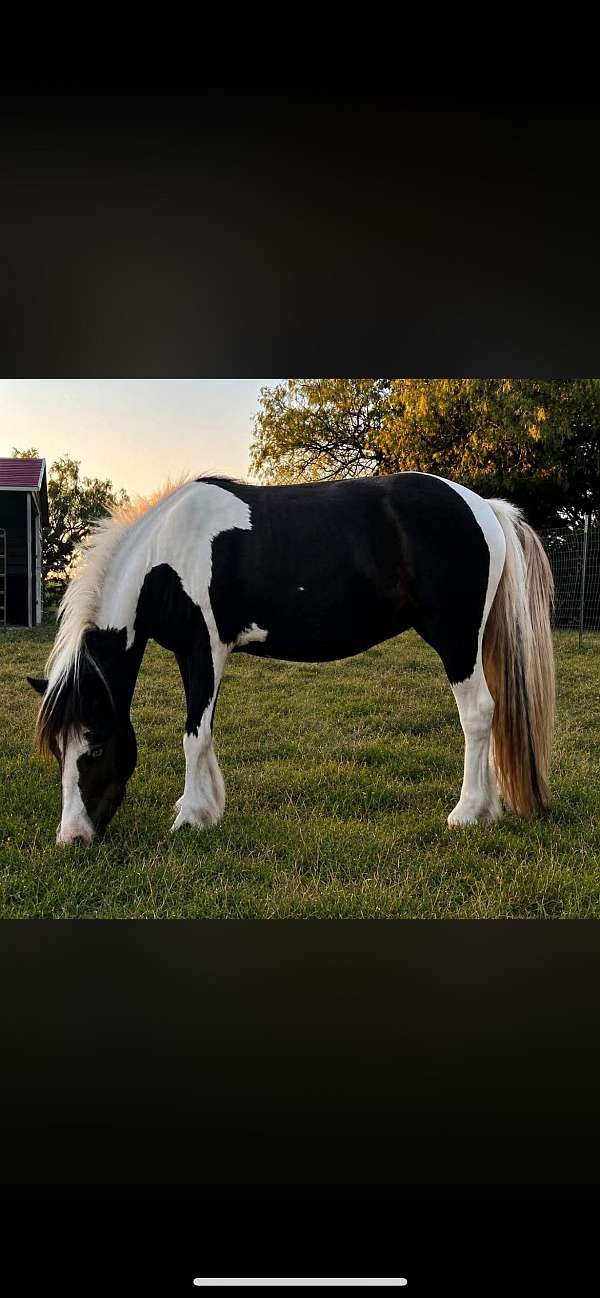 black-tobiano-ghra-filly