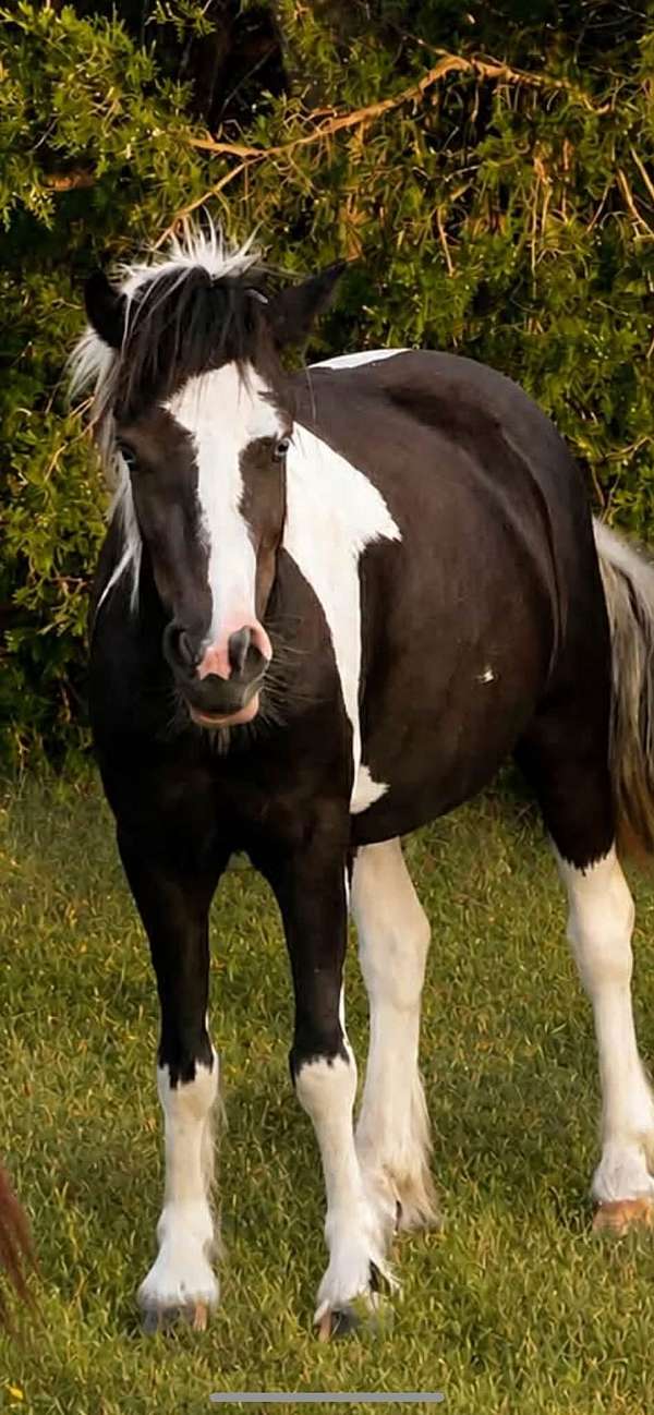 black-tobiano-gypsy-vanner-miniature-filly
