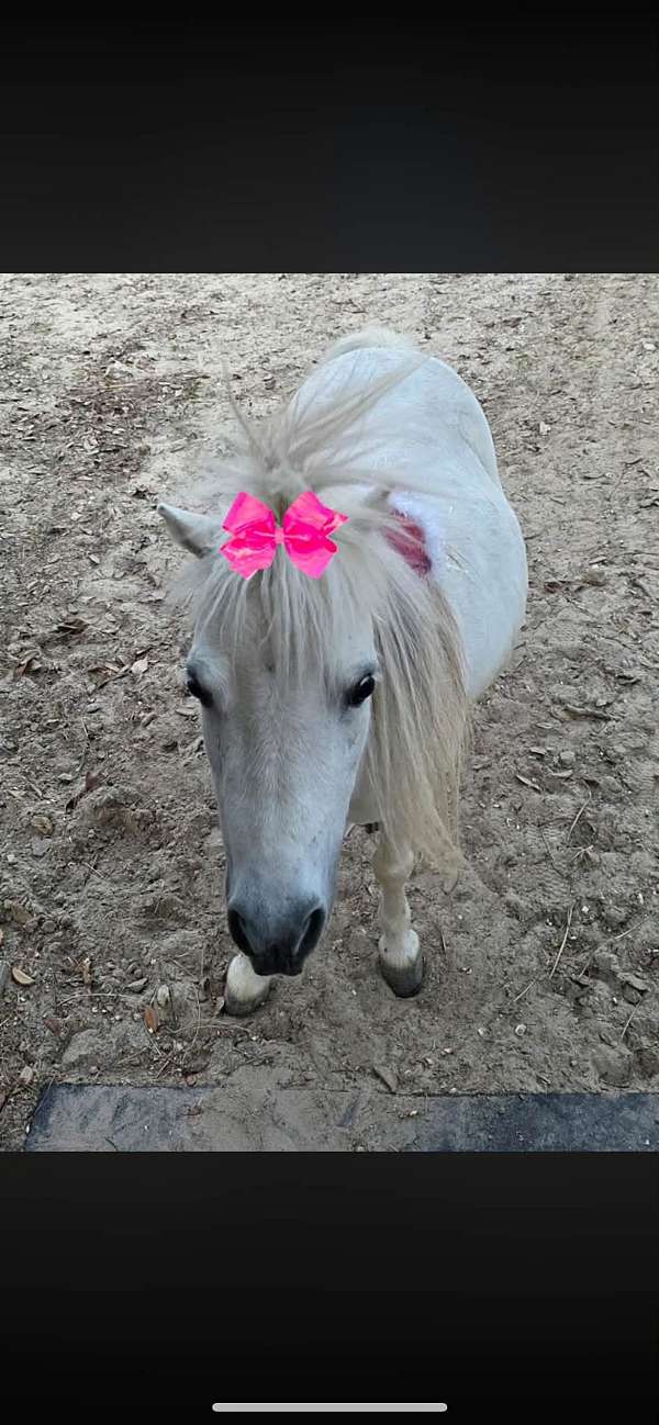 miniature-mare
