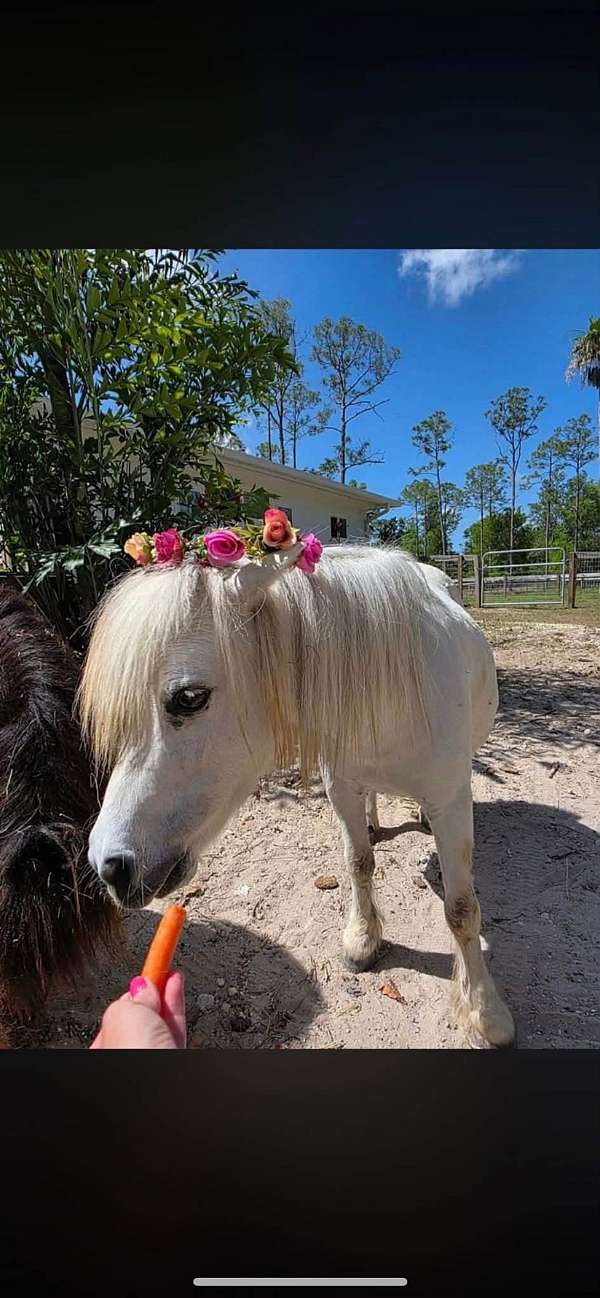 miniature-horse-for-sale