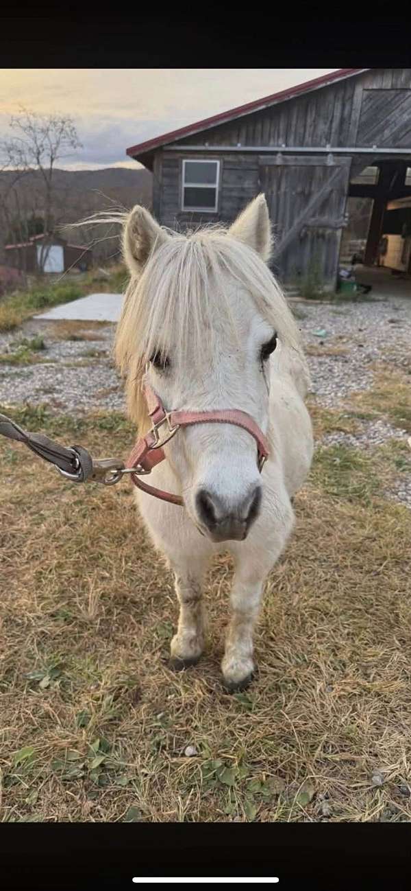 miniature-horse