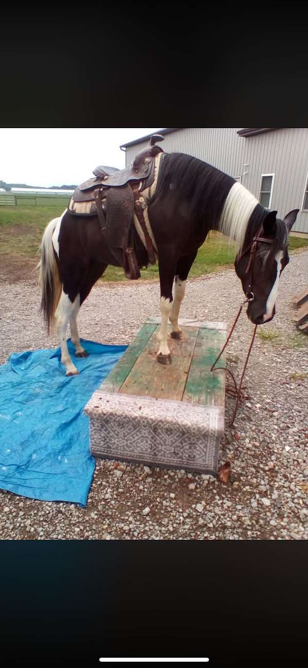 all-around-missouri-fox-trotter-horse