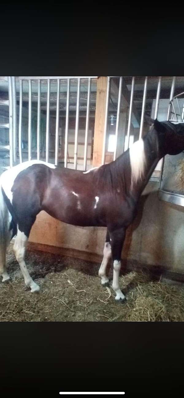 black-tobiano-horse