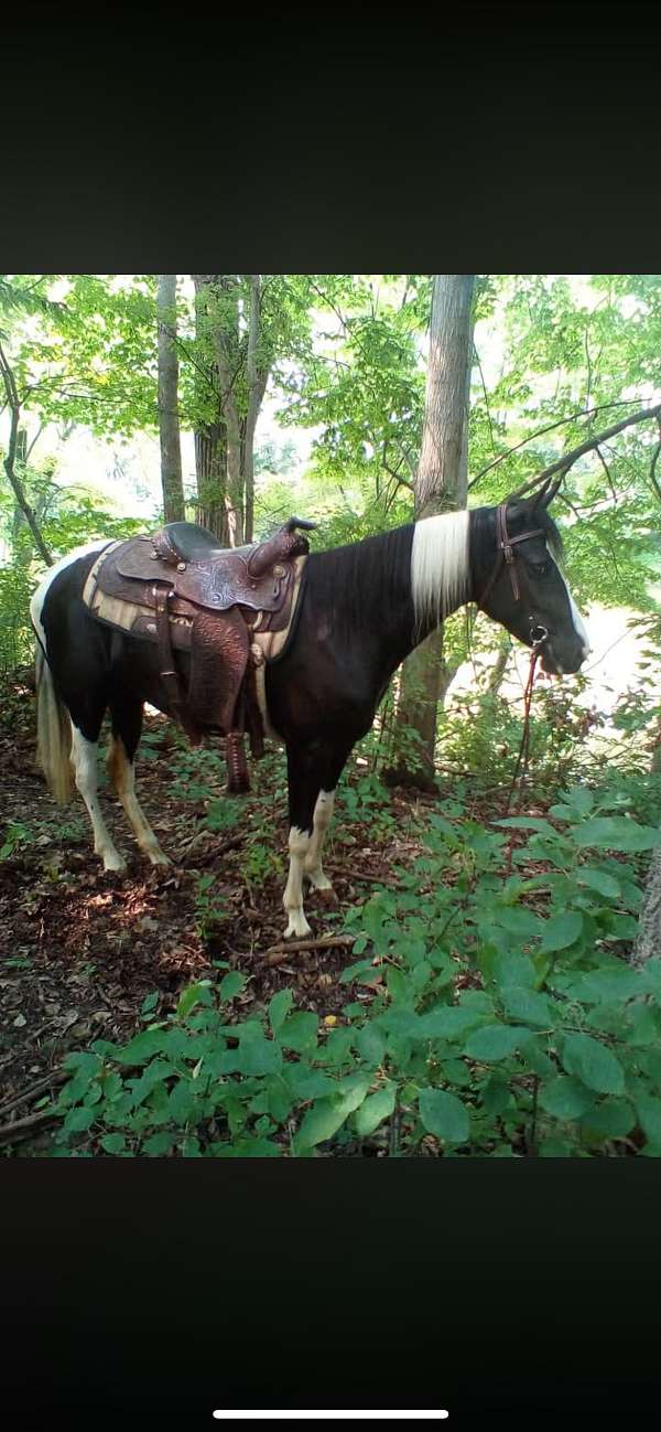 tobiano-horse