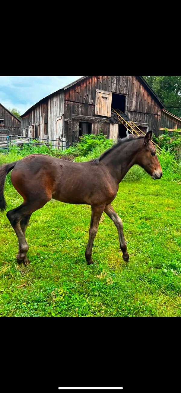warlander-horse-for-sale