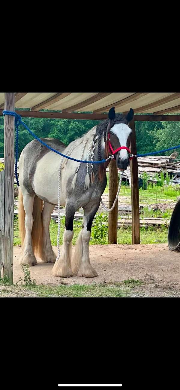 blue-roan-gvhs-filly-mare