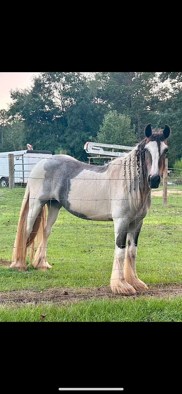 blue-roan-gypsy-vanner-filly-mare