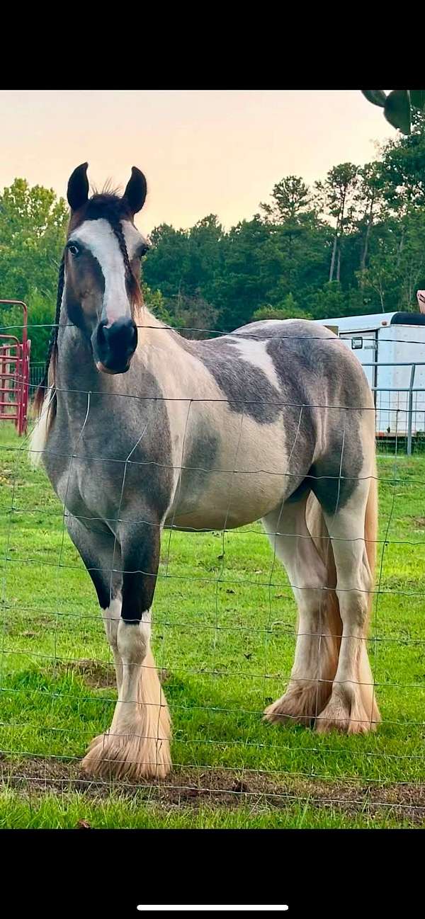 roan-gypsy-vanner-filly-mare