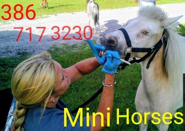 breeding-miniature-paint-horse
