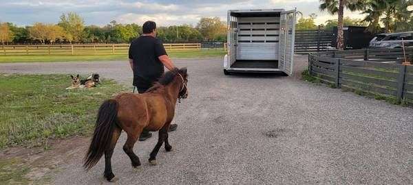 trained-miniature-paint-horse