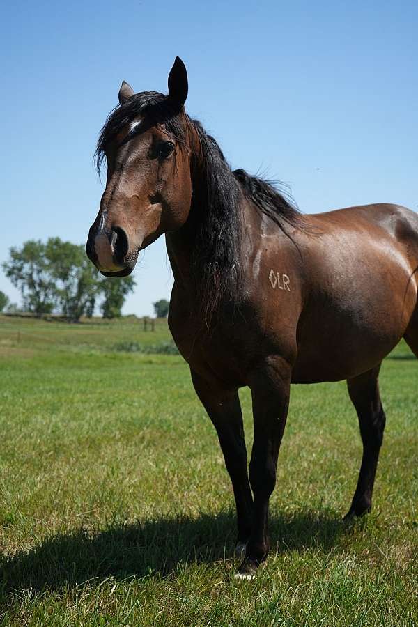 bay-athletic-breeding-horse