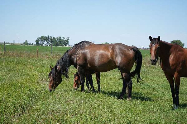 athletic-breeding-quarter-horse