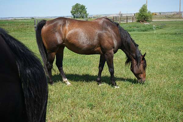 bay-quarter-horse-broodmare