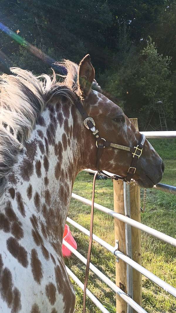 bay-appaloosa-colt-gelding