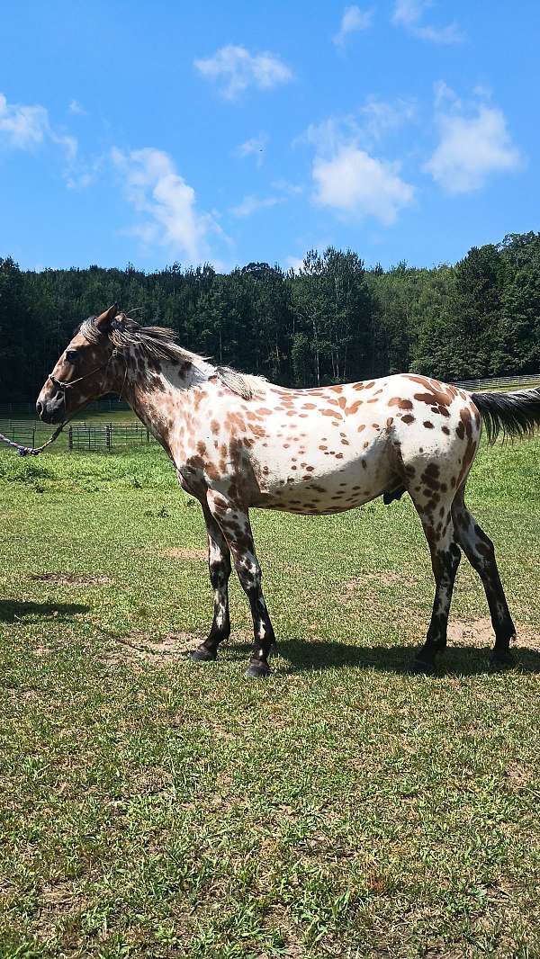 bay-aphc-icaa-horse